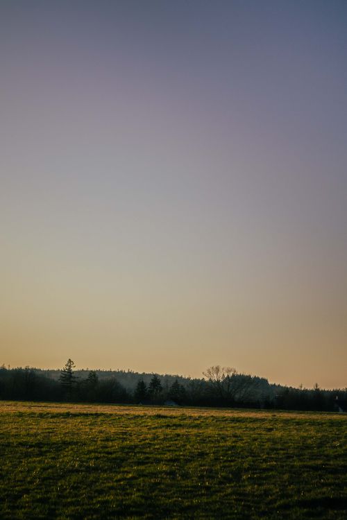 Free A tranquil landscape with a grassy field and forest at golden hour, perfect for nature lovers. Stock Photo