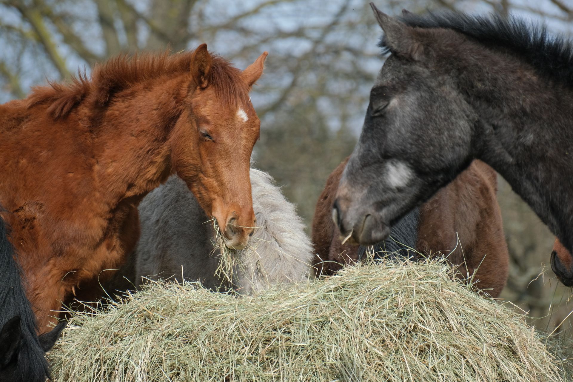A group of horses enjoy eating hay outdoors in a peaceful rural environment.