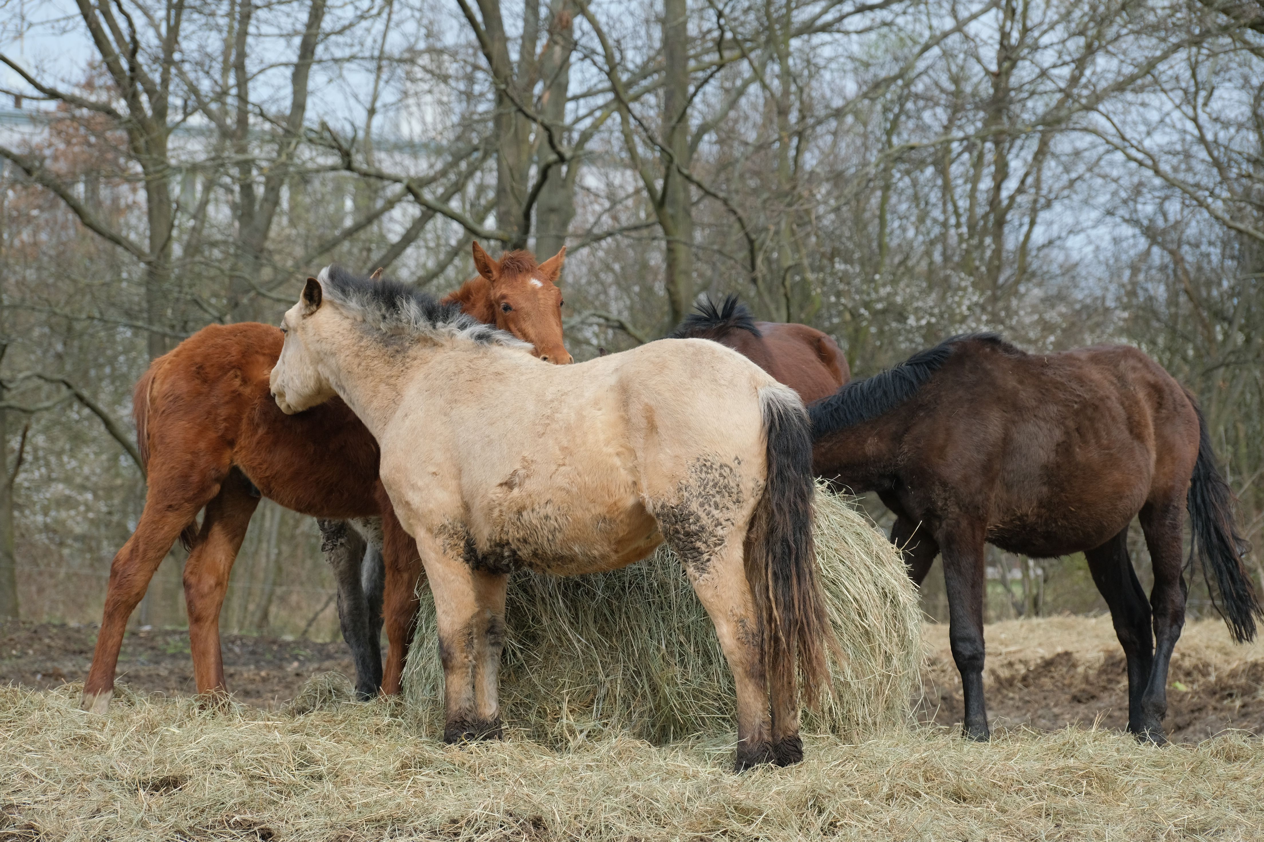 Four horses enjoy eating hay in a serene forest setting during the day.