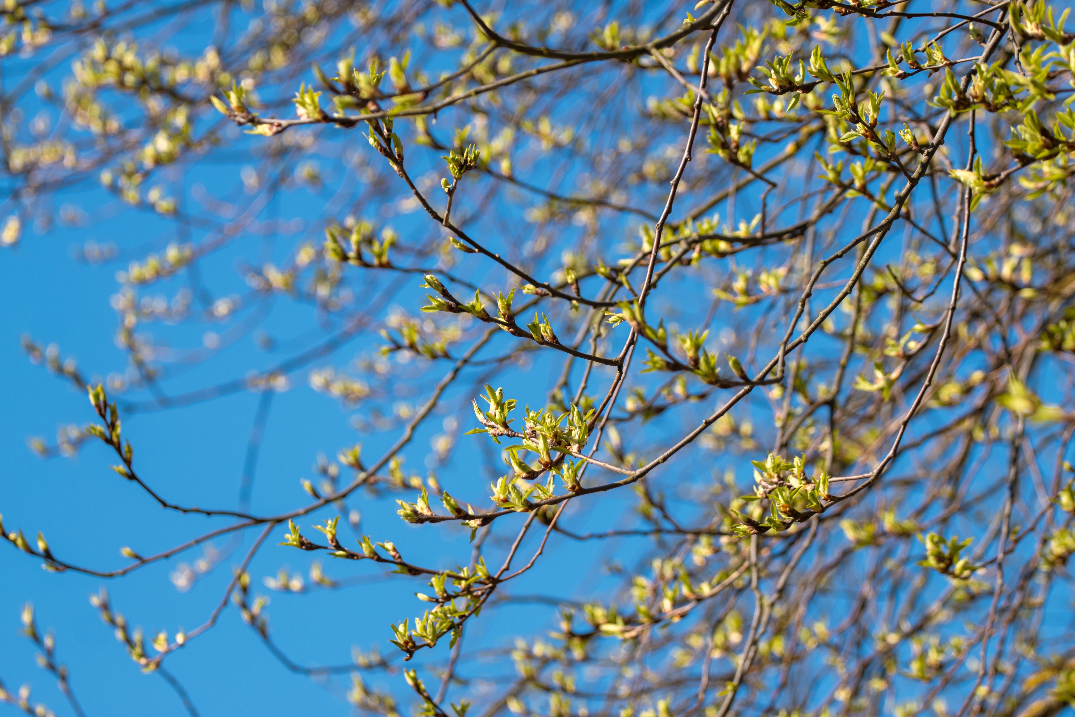 Lush Spring Tree Branches Against Blue Sky · Free Stock Photo