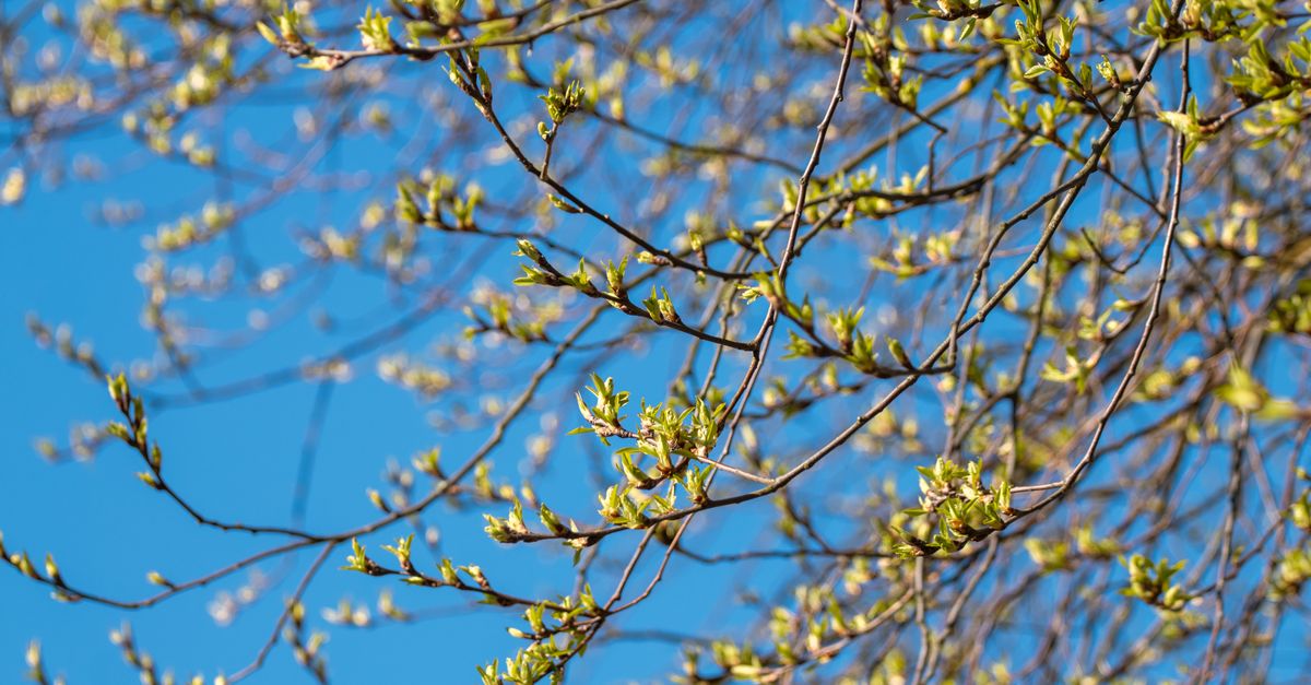 Spring Tree Banches Lush Spring Tree Branches Against Blue Sky · Free Stock Photo