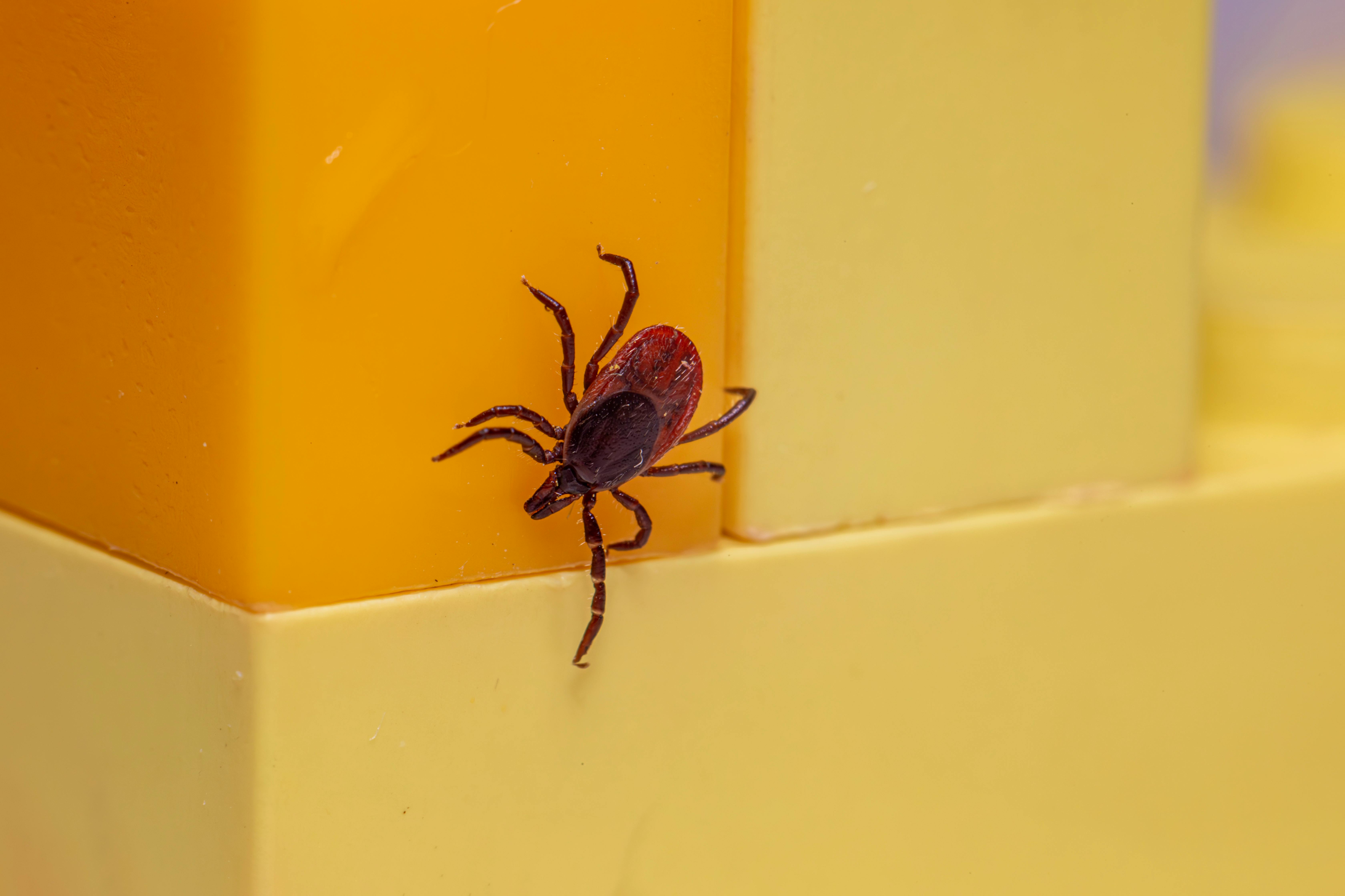 Close-up of a castor bean tick (Ixodes ricinus) on a bright yellow surface. Macro detail.