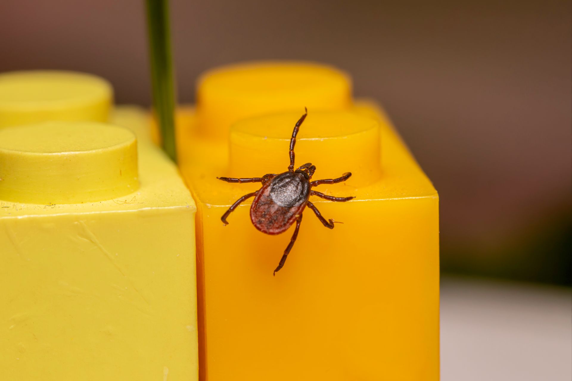 A detailed close-up of a tick crawling on yellow plastic building blocks, showcasing its features.