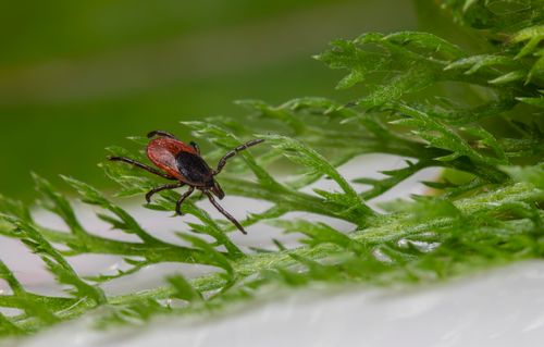 Free Detailed macro shot of a tick on a green leaf, showcasing its parasitic nature. Stock Photo