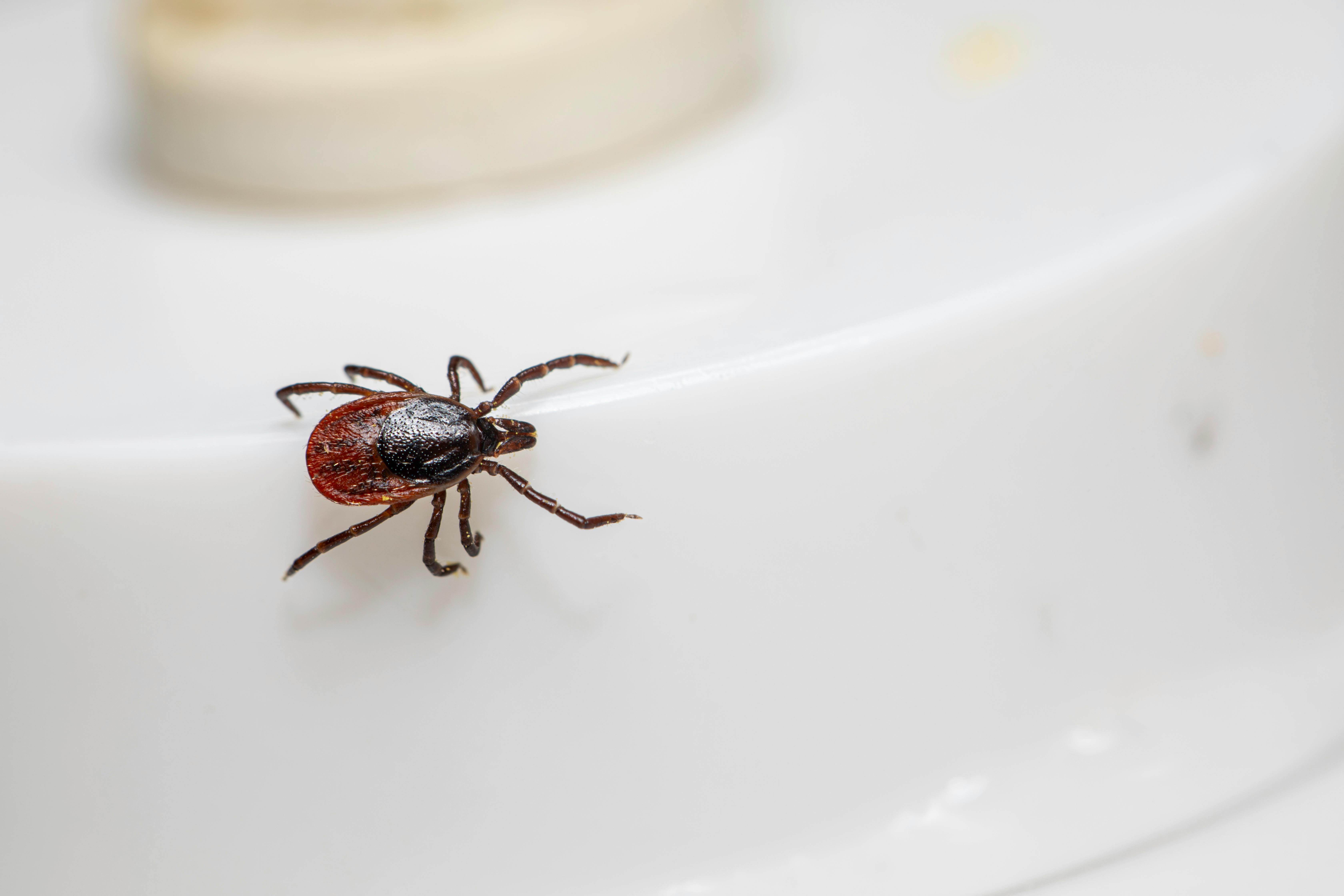Detailed macro image of a castor bean tick (Ixodes ricinus) on a white background, highlighting its dangerous nature.