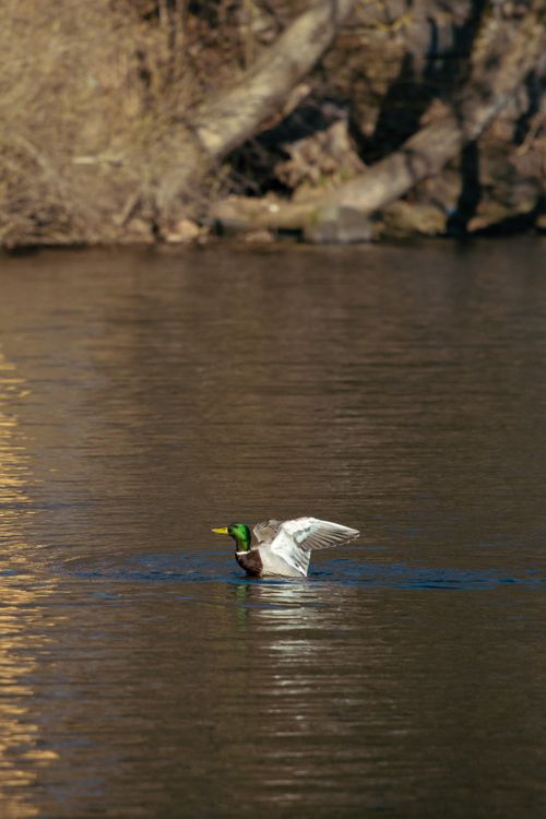 Free A mallard duck flaps its wings while floating on a calm river in springtime. Stock Photo