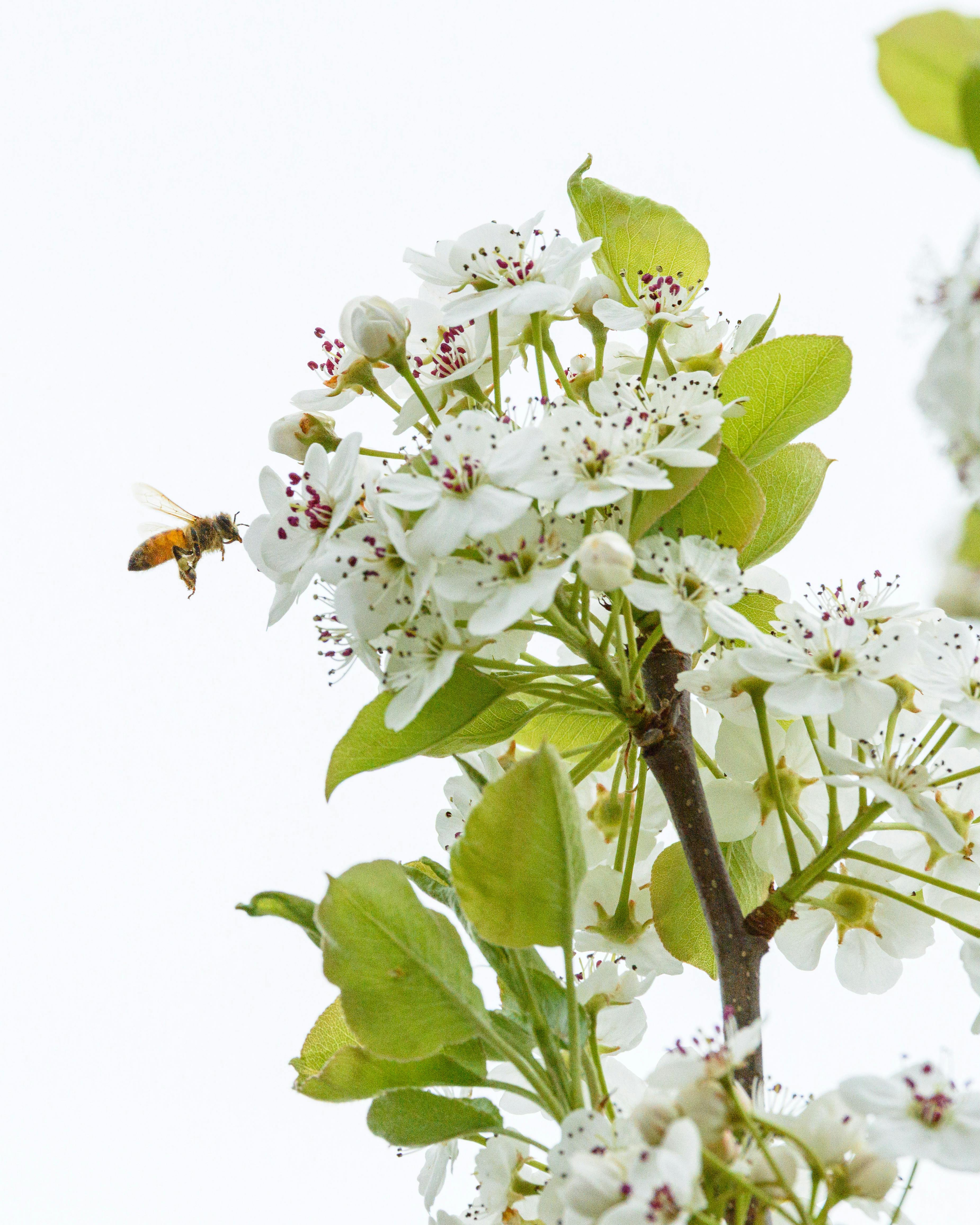 A bee approaches a cluster of white blossoms on a branch, capturing the essence of springtime.