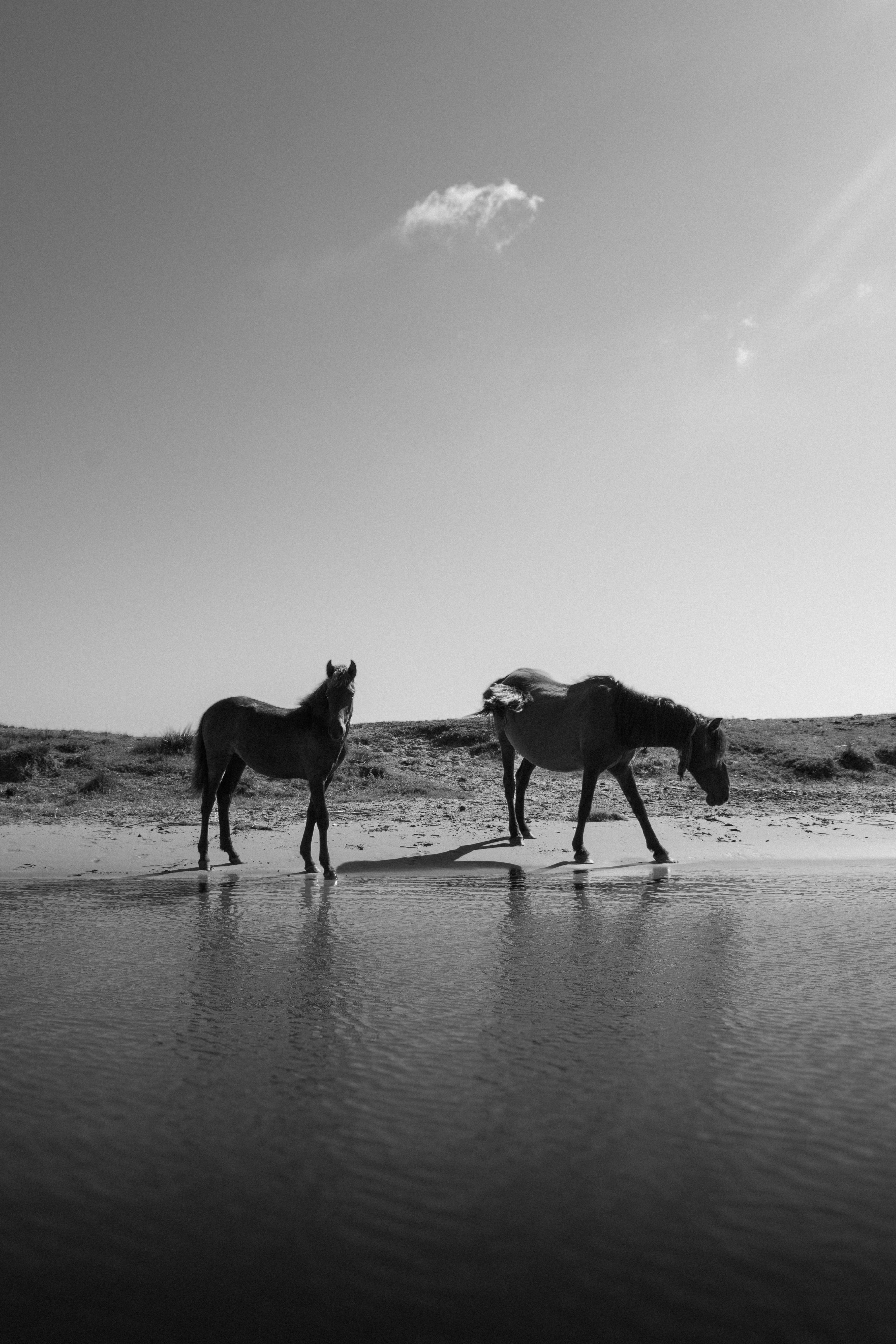 Black and White Horses by the Water's Edge · Free Stock Photo
