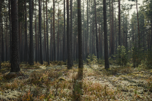 A tranquil coniferous forest captures the serene beauty of nature with tall trees and lush undergrowth.