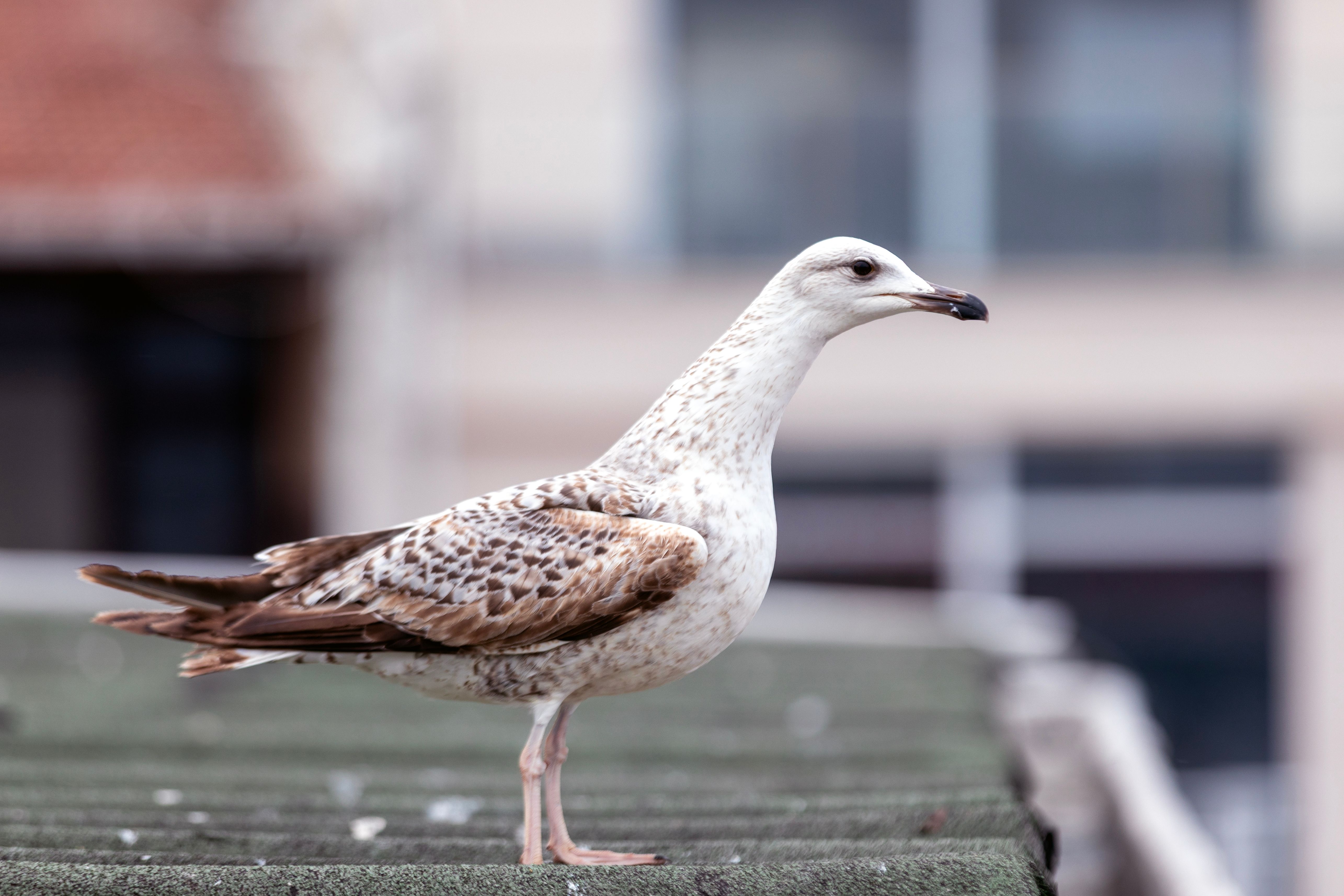 Vallee des Oiseaux