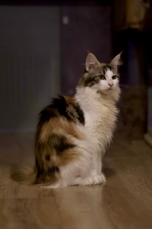 Free A beautiful long-haired cat sitting gracefully on a wooden floor indoors. Stock Photo