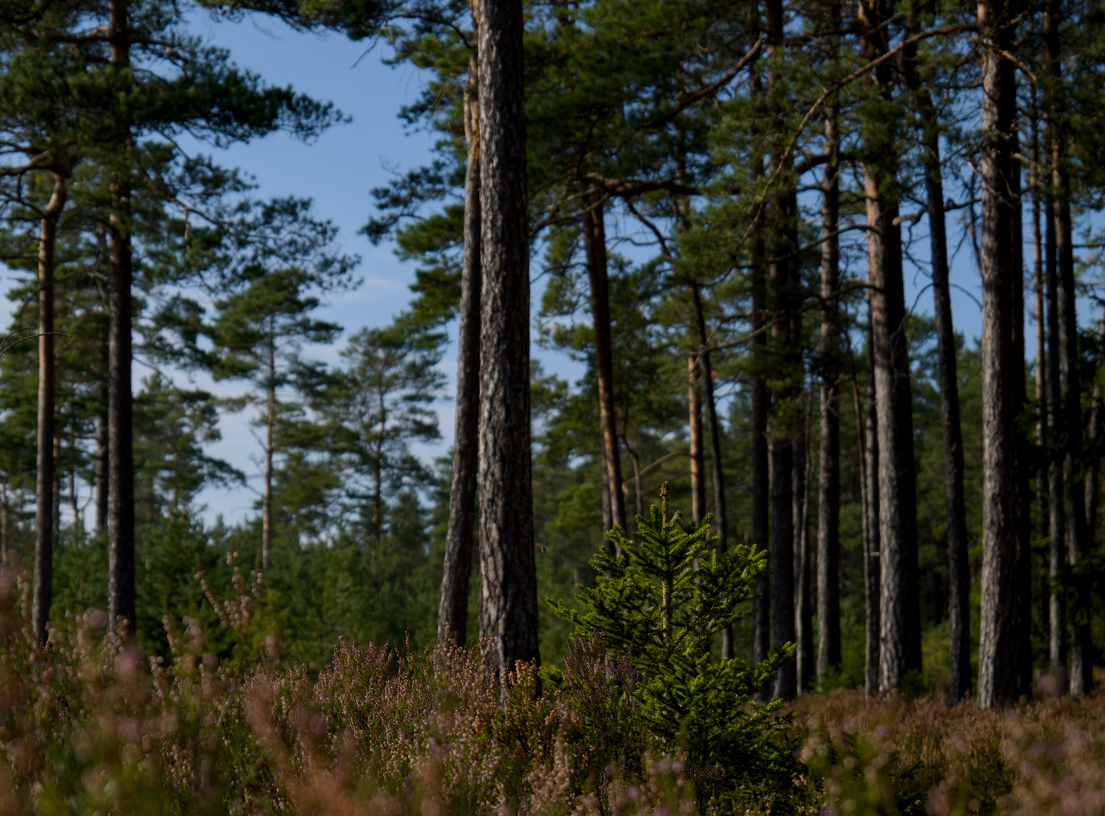 De Hoge Kempen is het eerste nationaal park van Vlaanderen