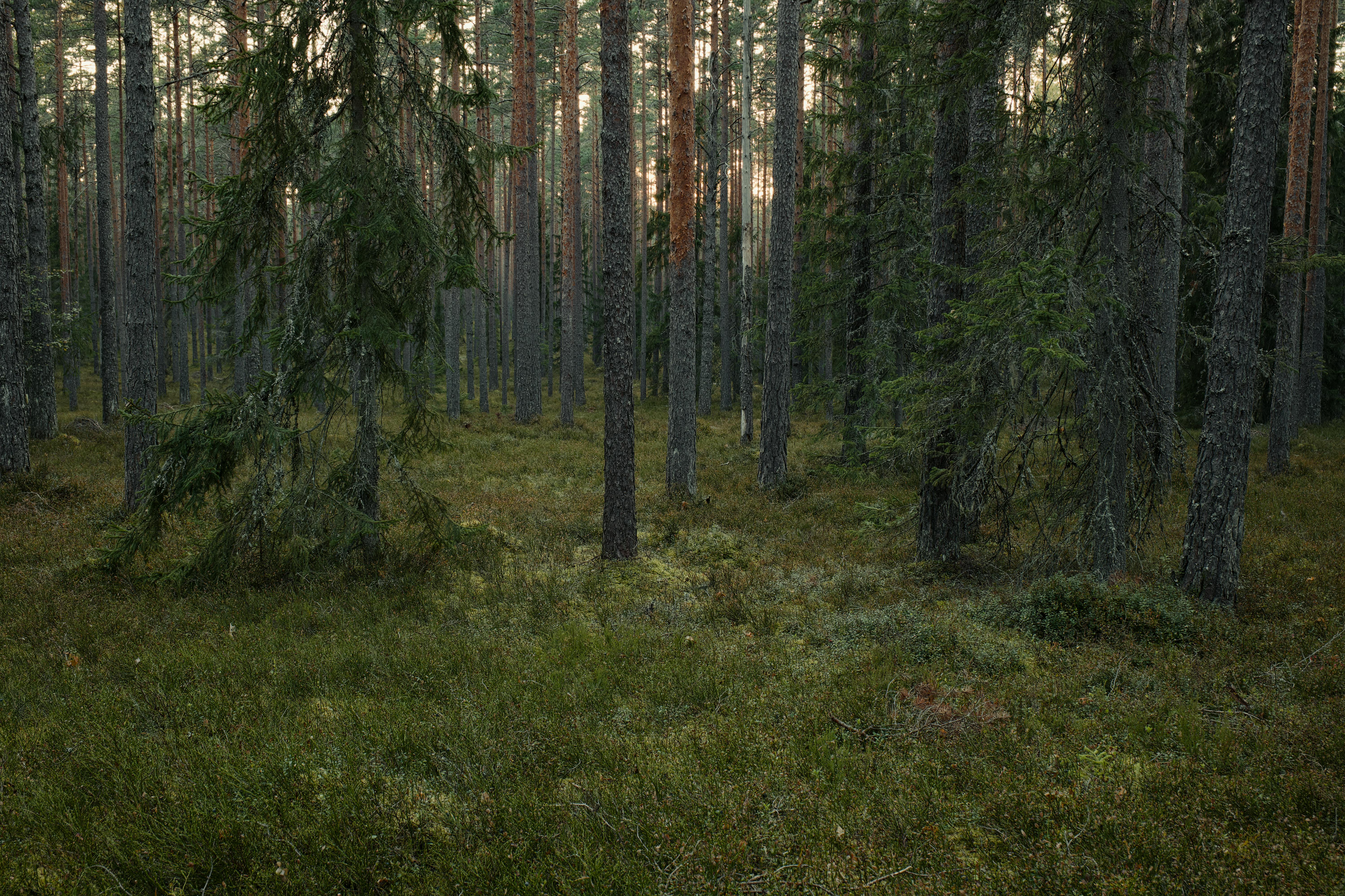 Cash in on Climate: Your 2026 Guide to Profitable Forest Carbon Credits & Reforestation Investments!
