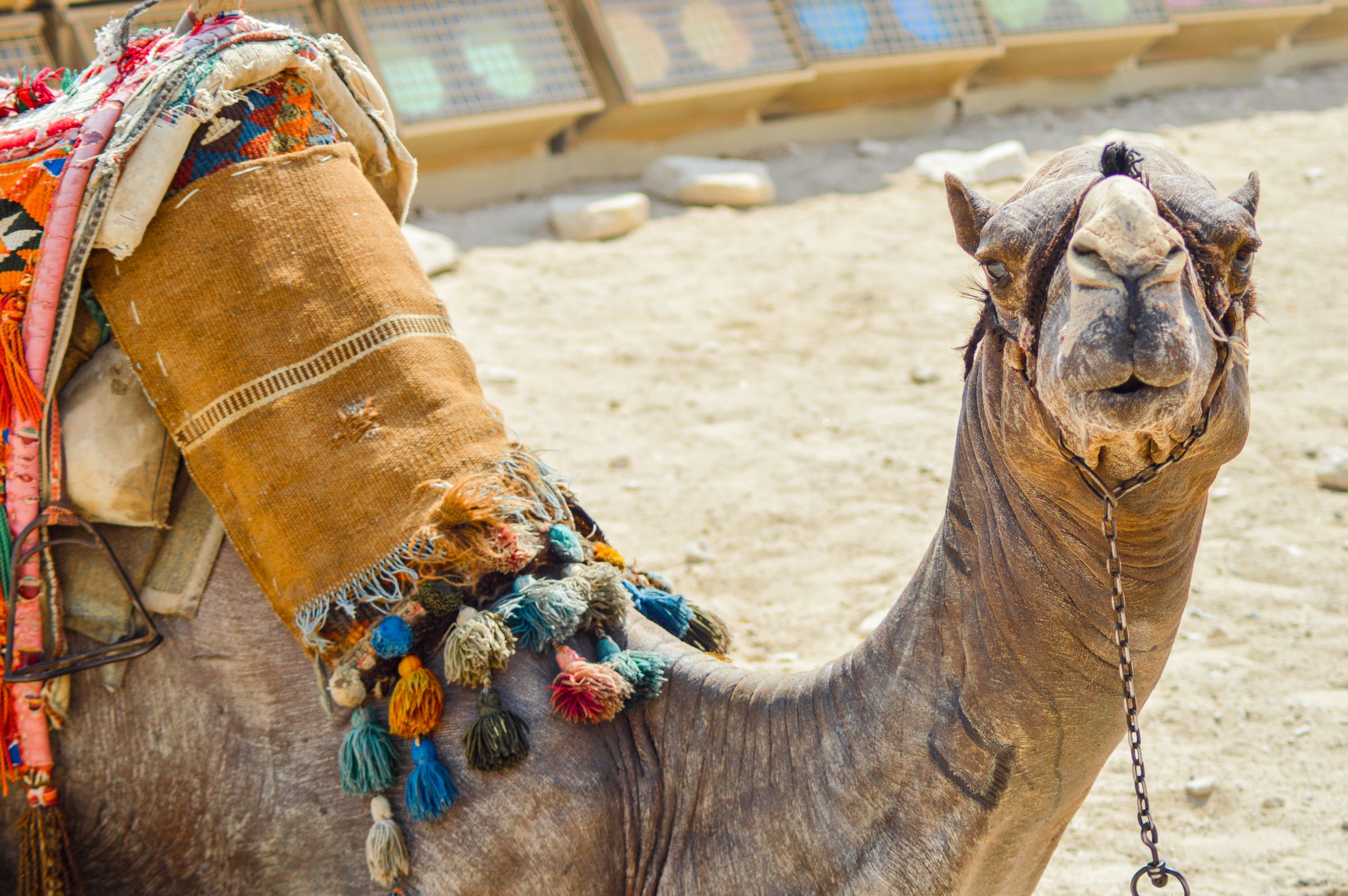 Quadrijden woestijn The Camel Yard