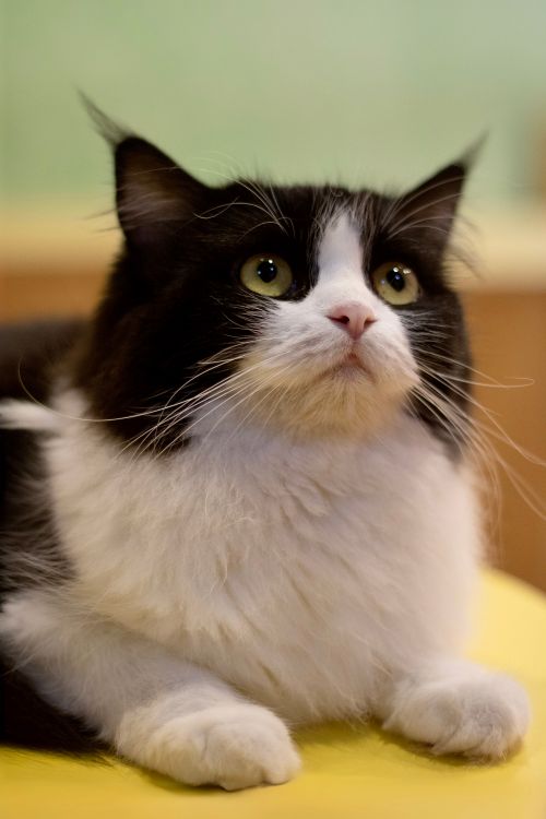 Free Charming black and white kitten with fluffy fur laying indoors, showcasing a cute and innocent expression. Stock Photo
