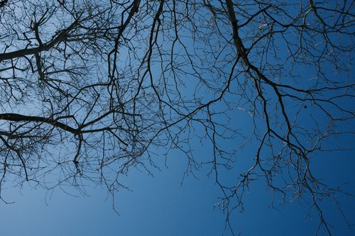 Free Silhouetted bare branches stretch across clear winter sky, creating abstract patterns. Stock Photo