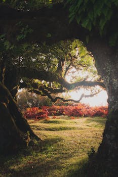 Mystical forest path with sunlight filtering through lush trees and vibrant red leaves.