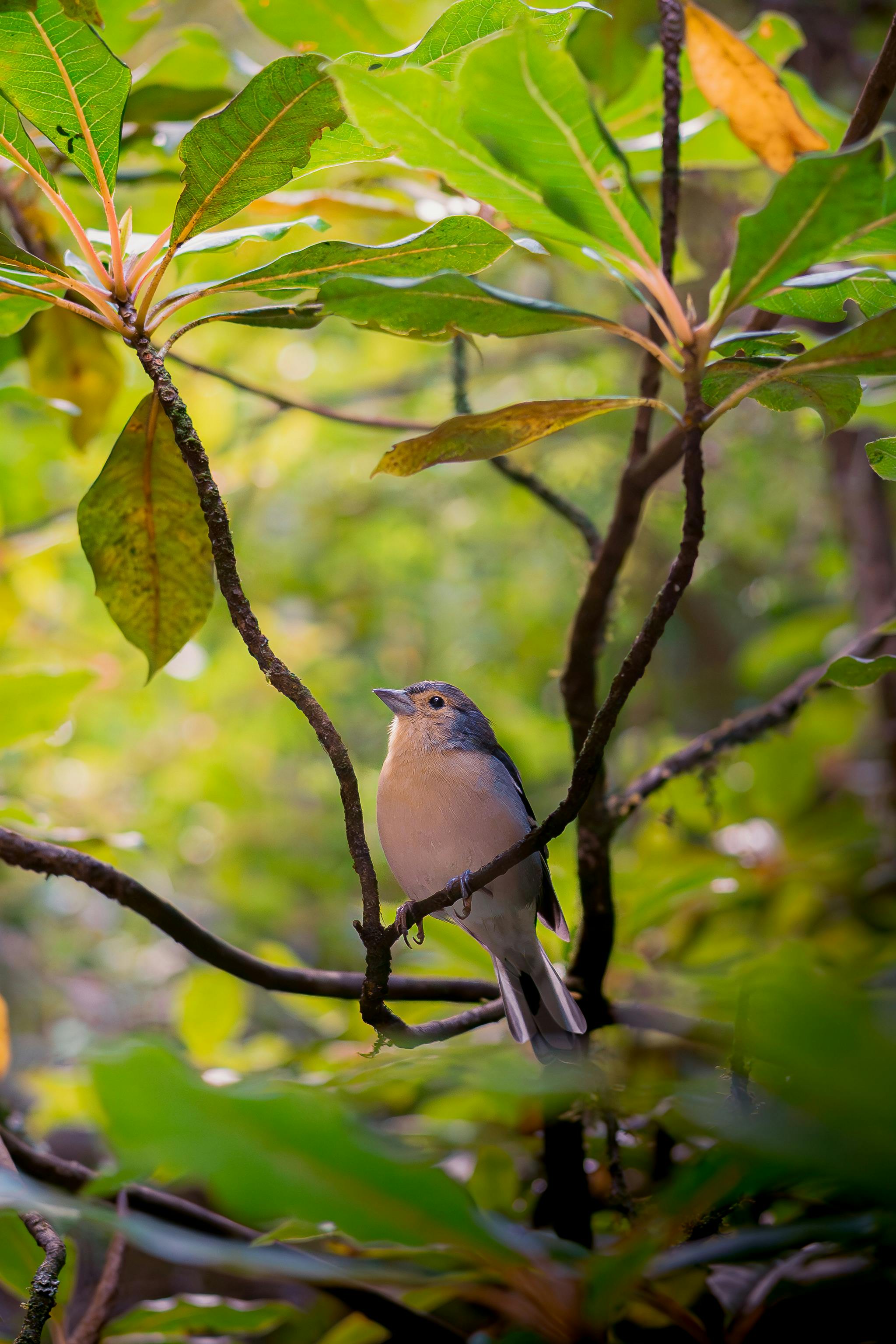 A bright bird sitting amidst lush green leaves in a vibrant forest.