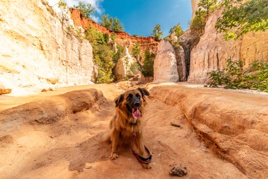 red rocks dog trail