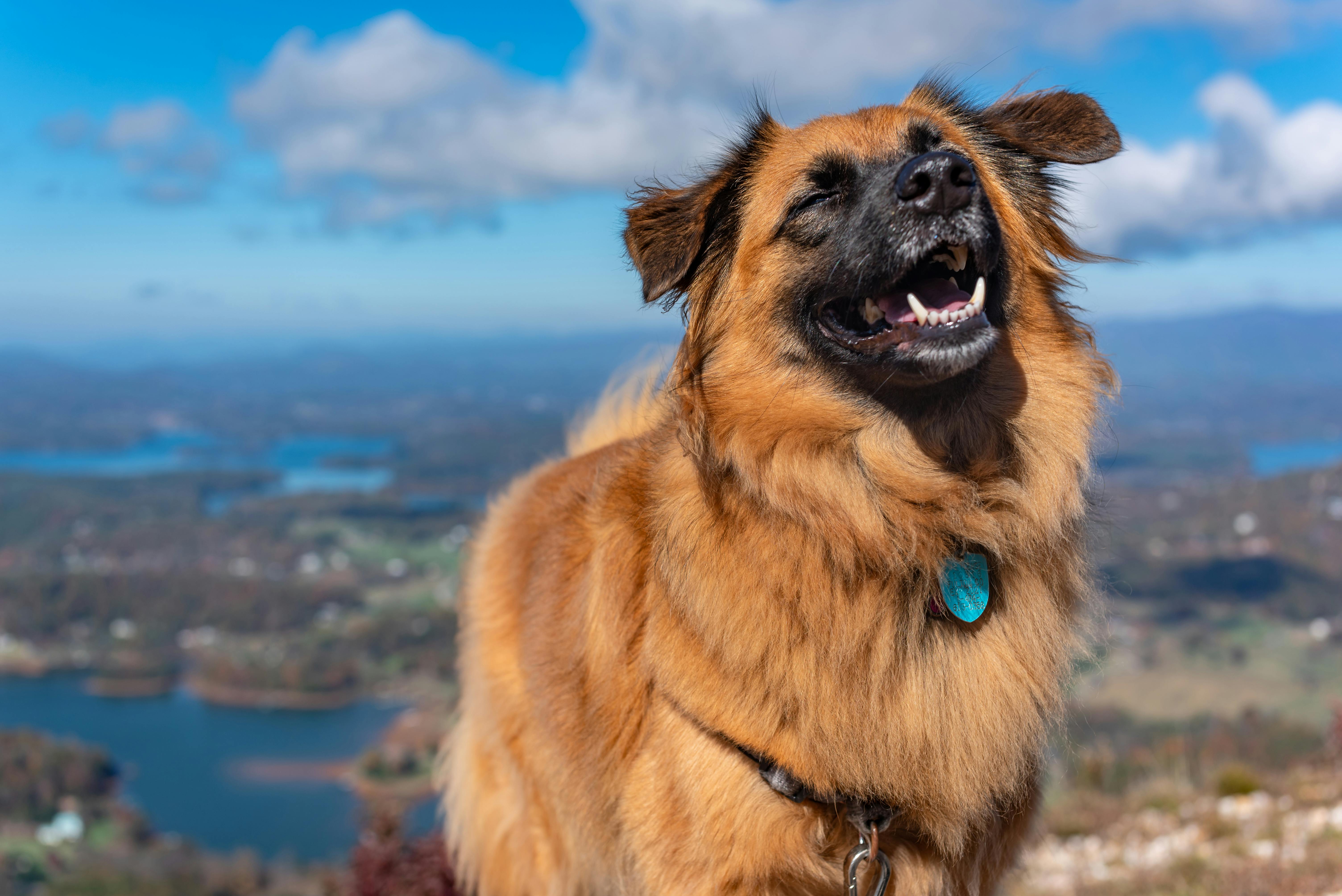 The Best Pet Insurance in North Carolina (2026) — Photo by Dominik Gryzbon on Pexels