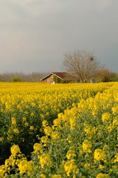 Bright yellow rapeseed field with a rustic house in the background during spring.