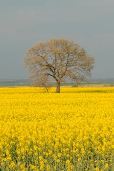 A scenic view of a lone tree in a vibrant yellow rapeseed field under a clear sky.
