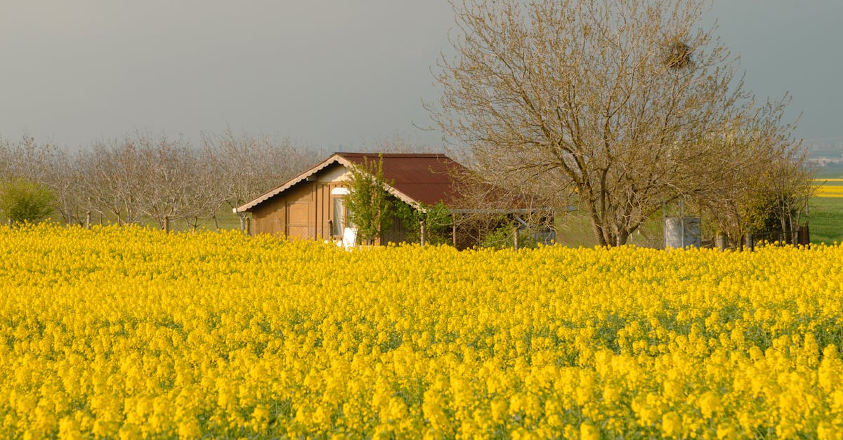 田尾鄉康乃馨減產 農會呼籲消費者提前訂購