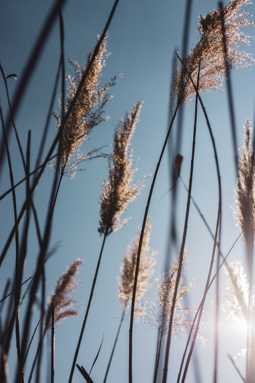 Free Silhouette of tall grass set against a clear blue sky, conveying serene natural beauty. Stock Photo