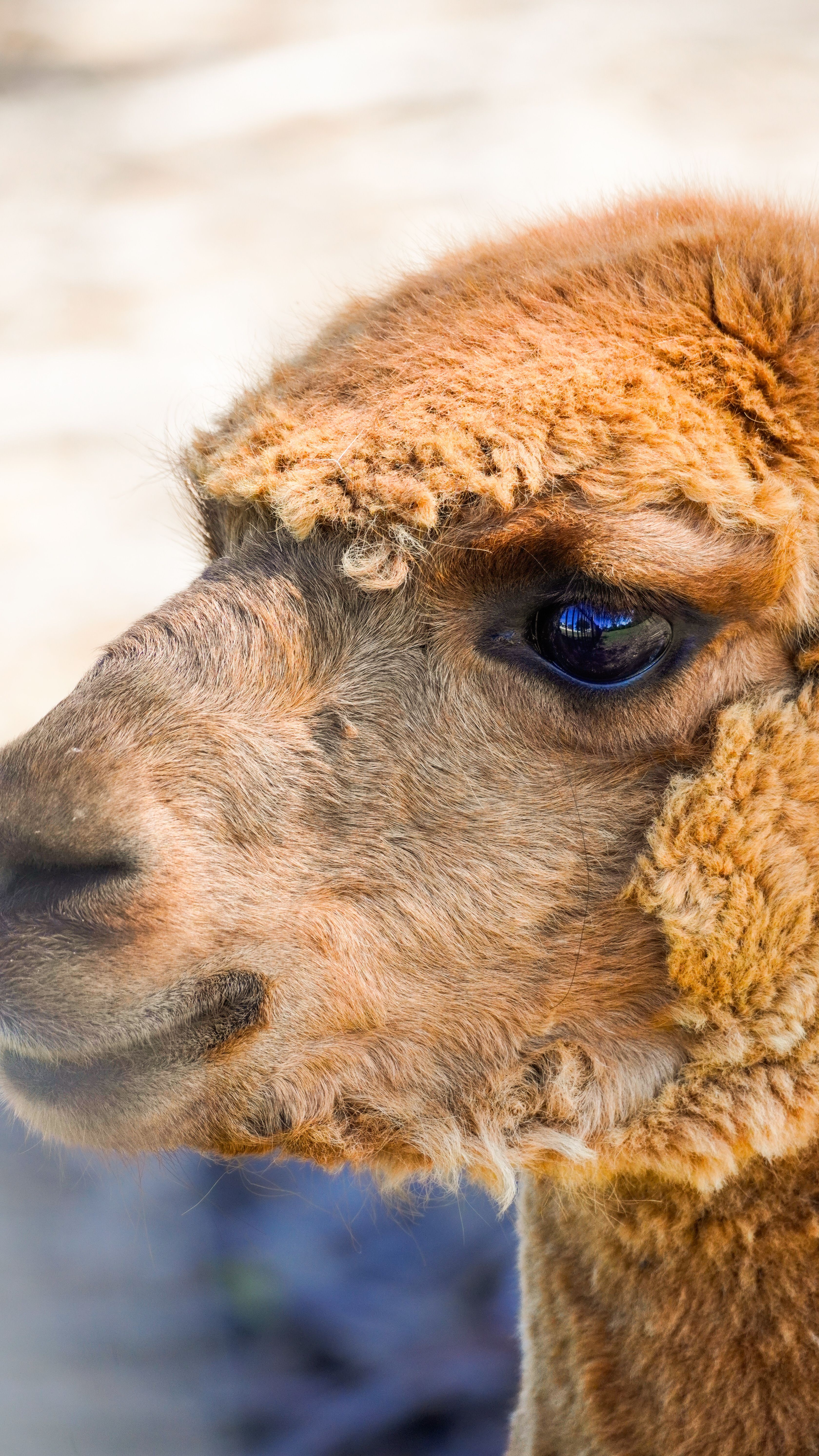 Detailed close-up of a brown alpaca's face showcasing its woolly texture and bright eye in natural light.
