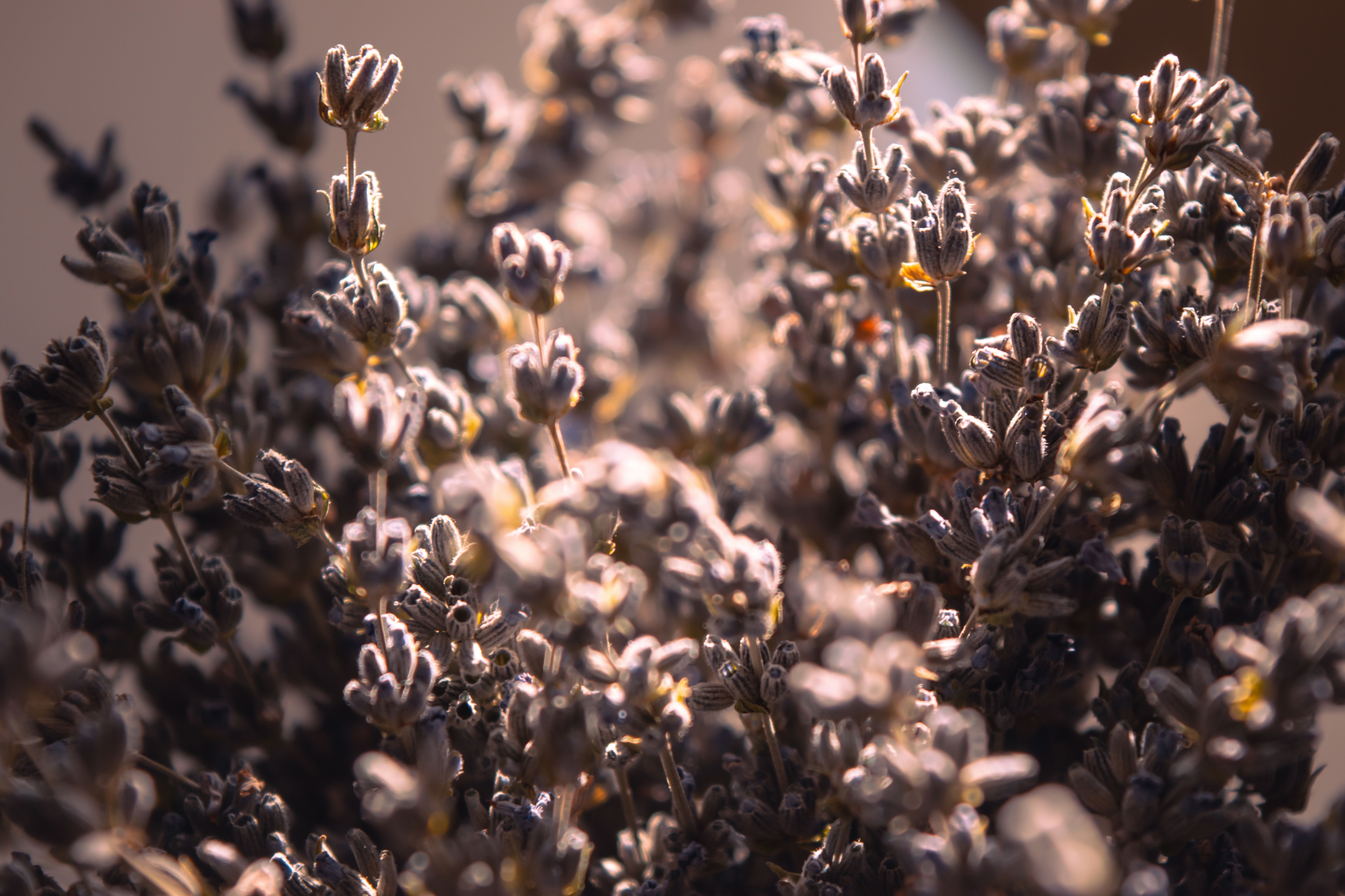 Natural Oils (Lavender)
