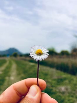 A single daisy held in hand with a blurred outdoor landscape as backdrop.