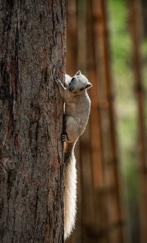 A squirrel climbing a tree in a serene forest in Thailand, showcasing wildlife.