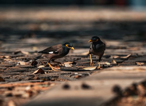 Free Two Common Mynas forage on a sunlit path in Thailand, surrounded by fallen leaves. Stock Photo
