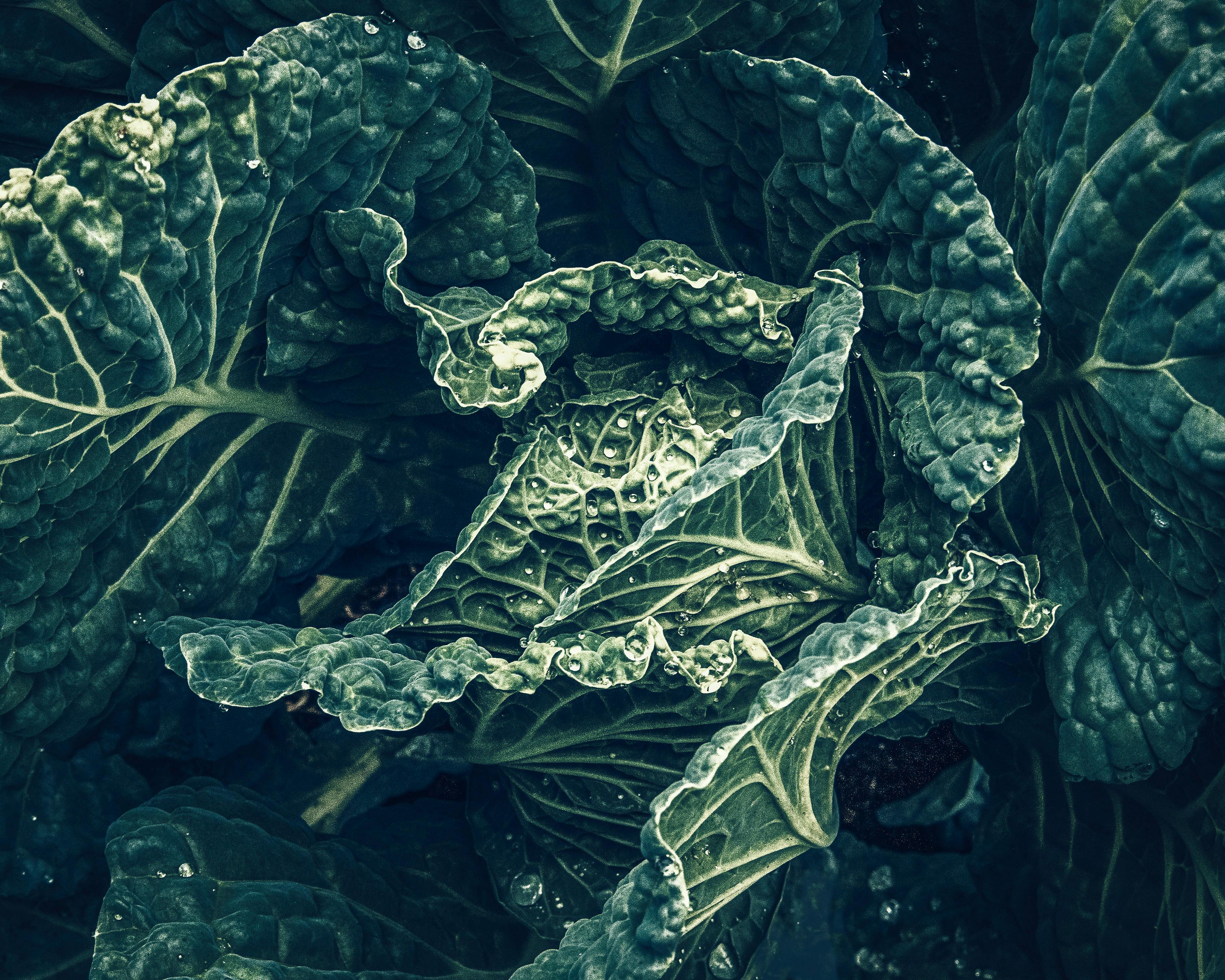 6 Vegetable Gardening Mistakes Beginners Make — And What To Do Instead — Photo by LExie Blessing on Pexels