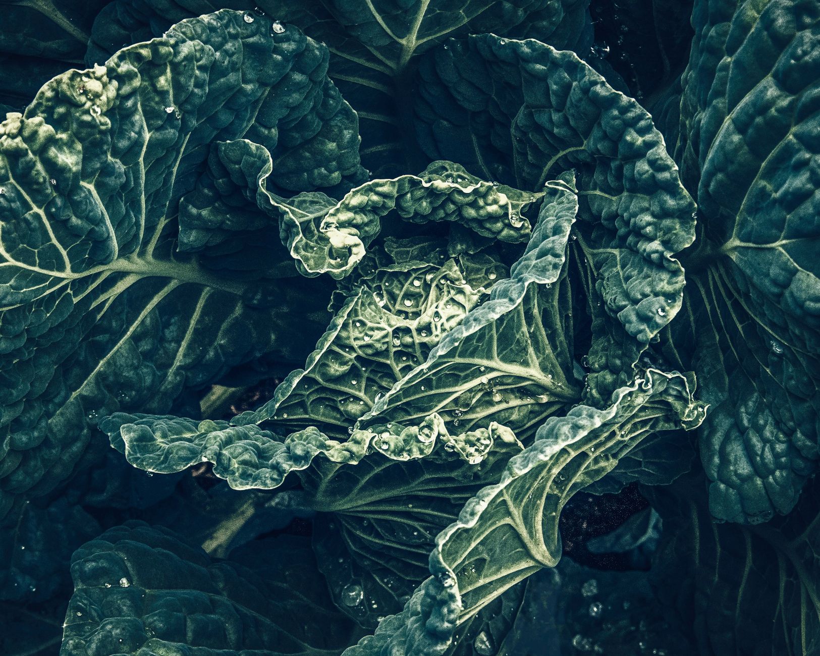 UK resistant lettuce cabbage varieties