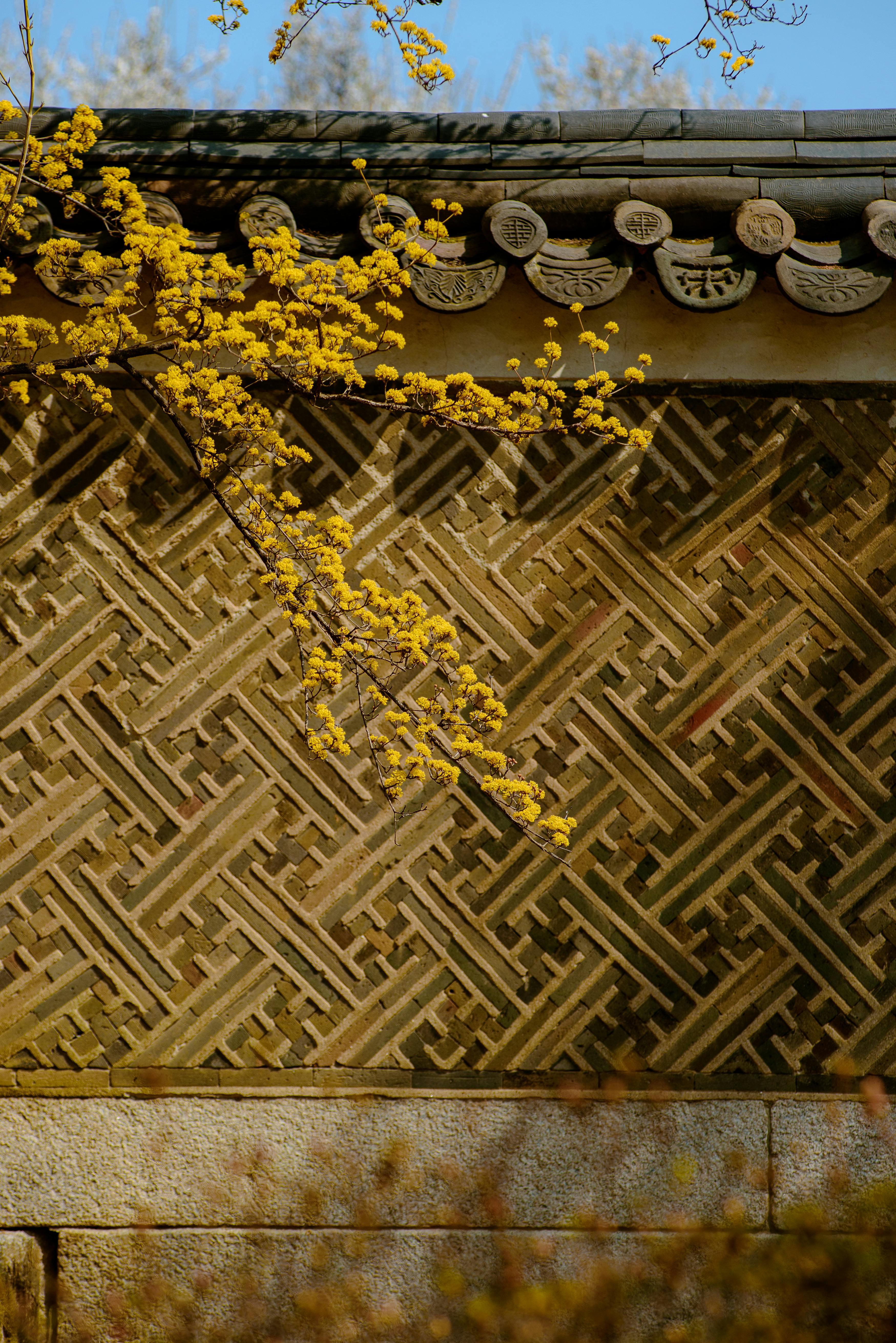 Gratis Dinding Korea berpola rumit dengan bunga kuning di Seoul, musim semi. Foto Stok