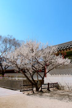 Captivating cherry blossom tree in bloom at historic Seoul palace courtyard under clear blue skies.