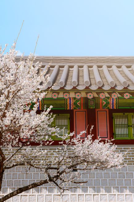 Korean palace wall adorned with cherry blossoms on a bright spring day.