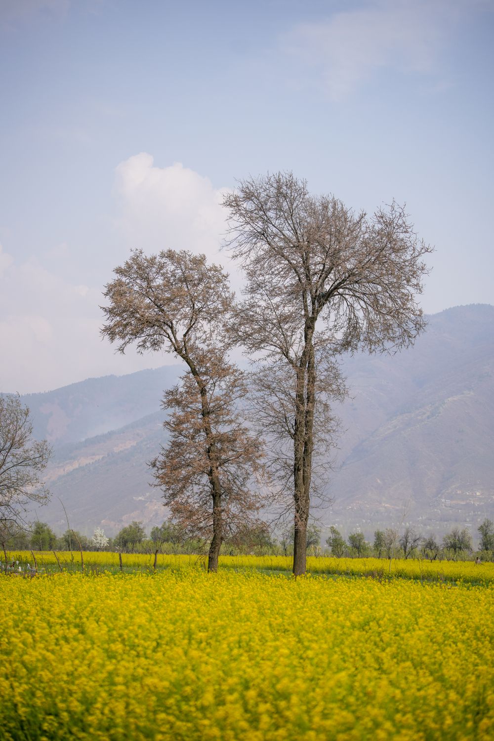 Springtime Scene with Blooming Mustard Field · Free Stock Photo