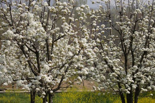 Captivating pear blossoms in full bloom during spring in Pampore.