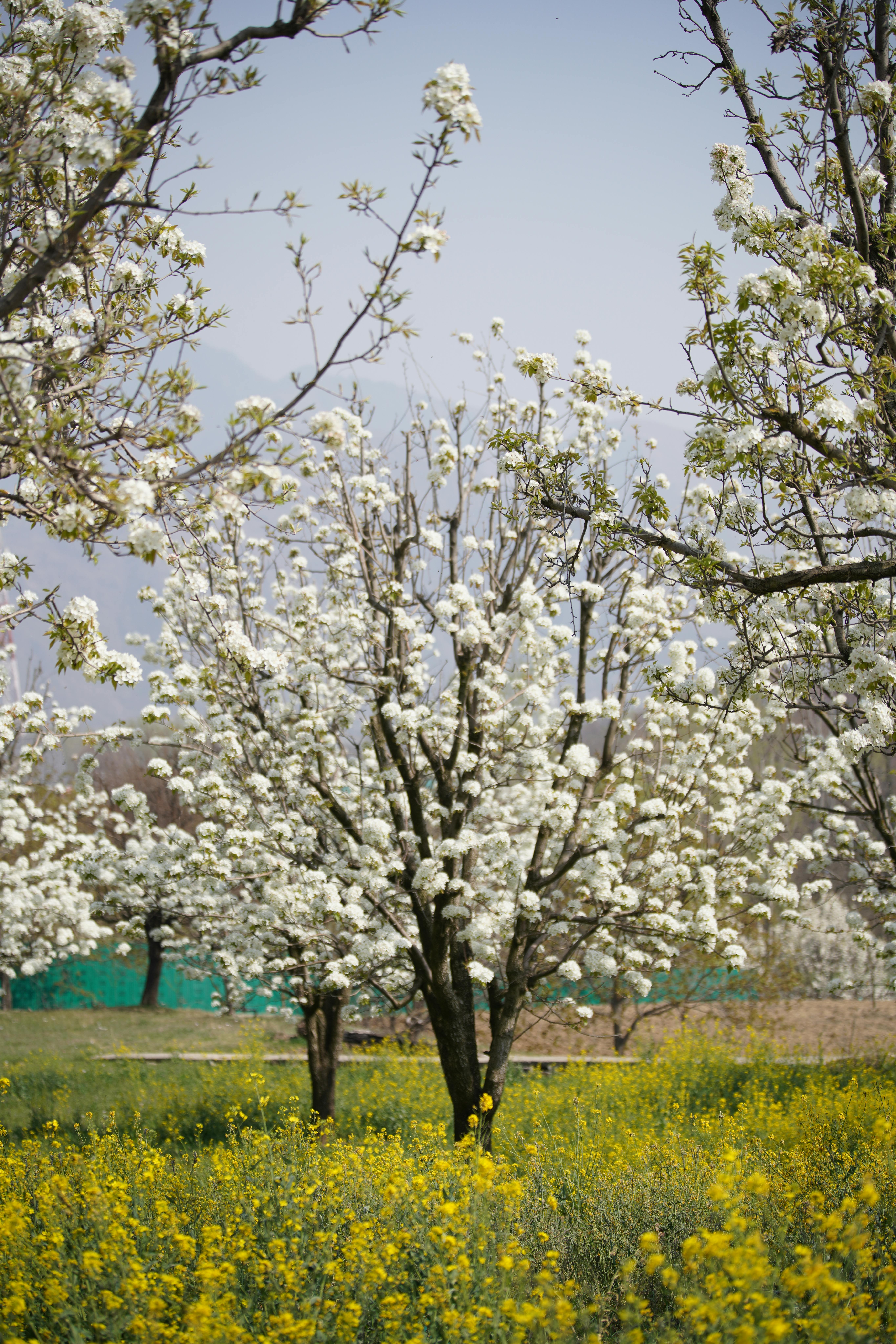 할매순대국 이미지