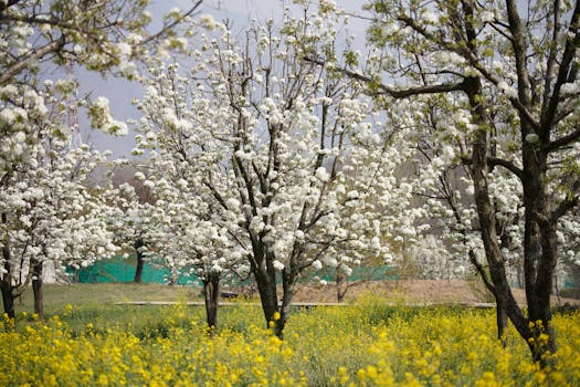 Lush cherry blossom trees in full bloom under the spring sky in Pampore.
