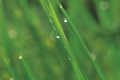 Free Close-up of fresh green grass with dew drops, capturing purity and tranquility. Stock Photo