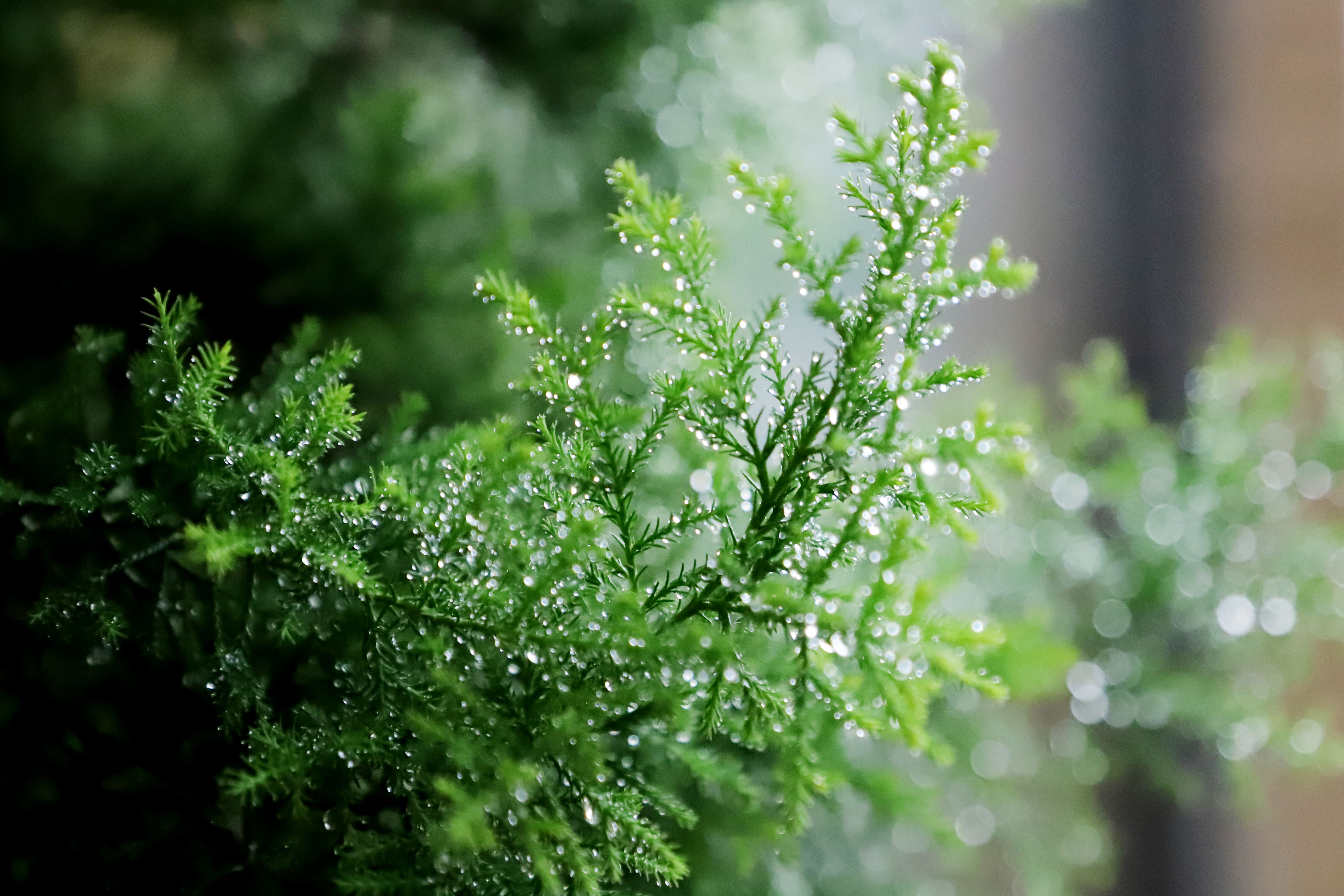 Partez l'esprit tranquille : 7 astuces infaillibles pour arroser vos plantes d'intérieur pendant les