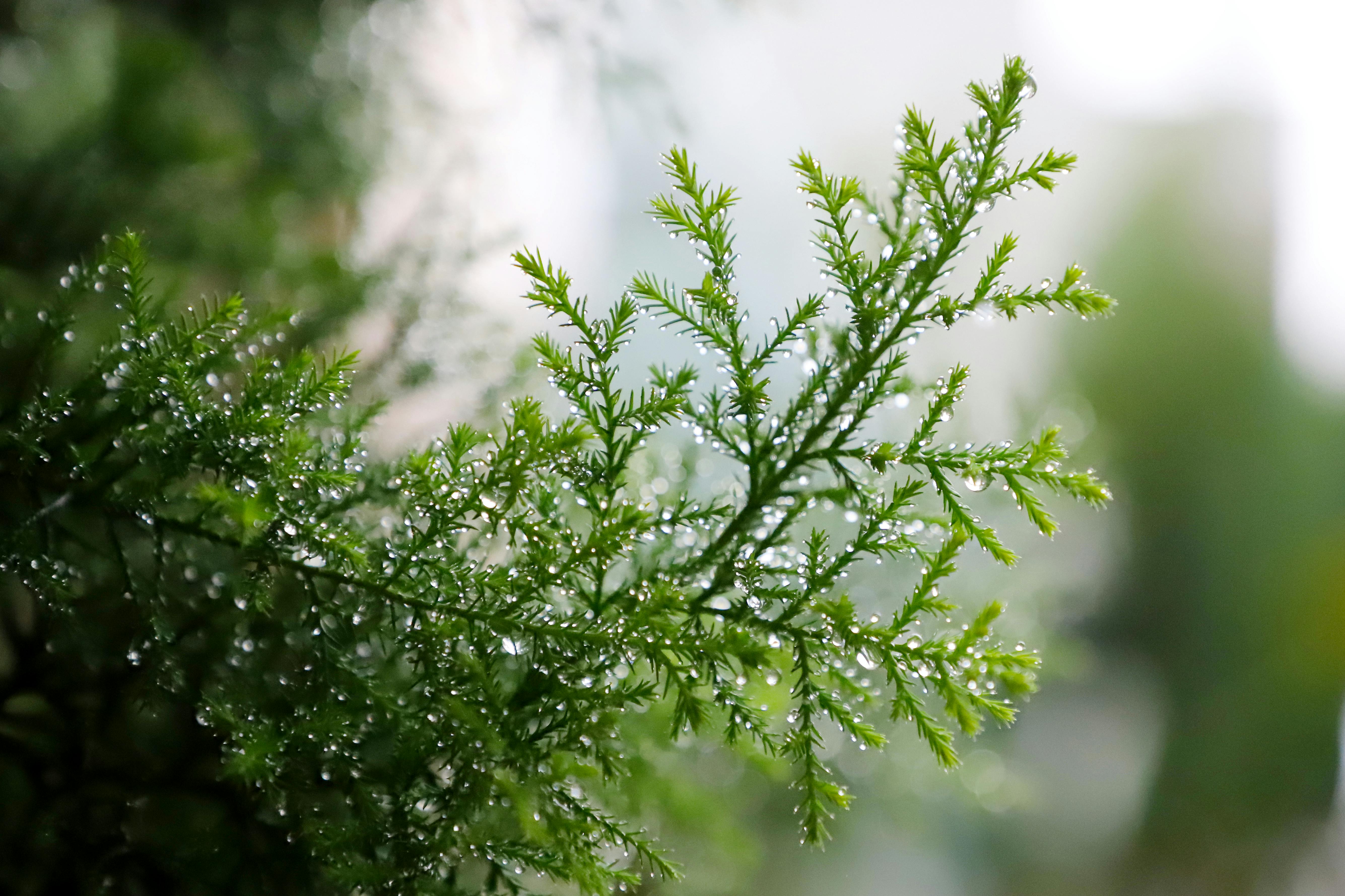 Macro photograph of a fern leaf with dewdrops highlighting its natural beauty.