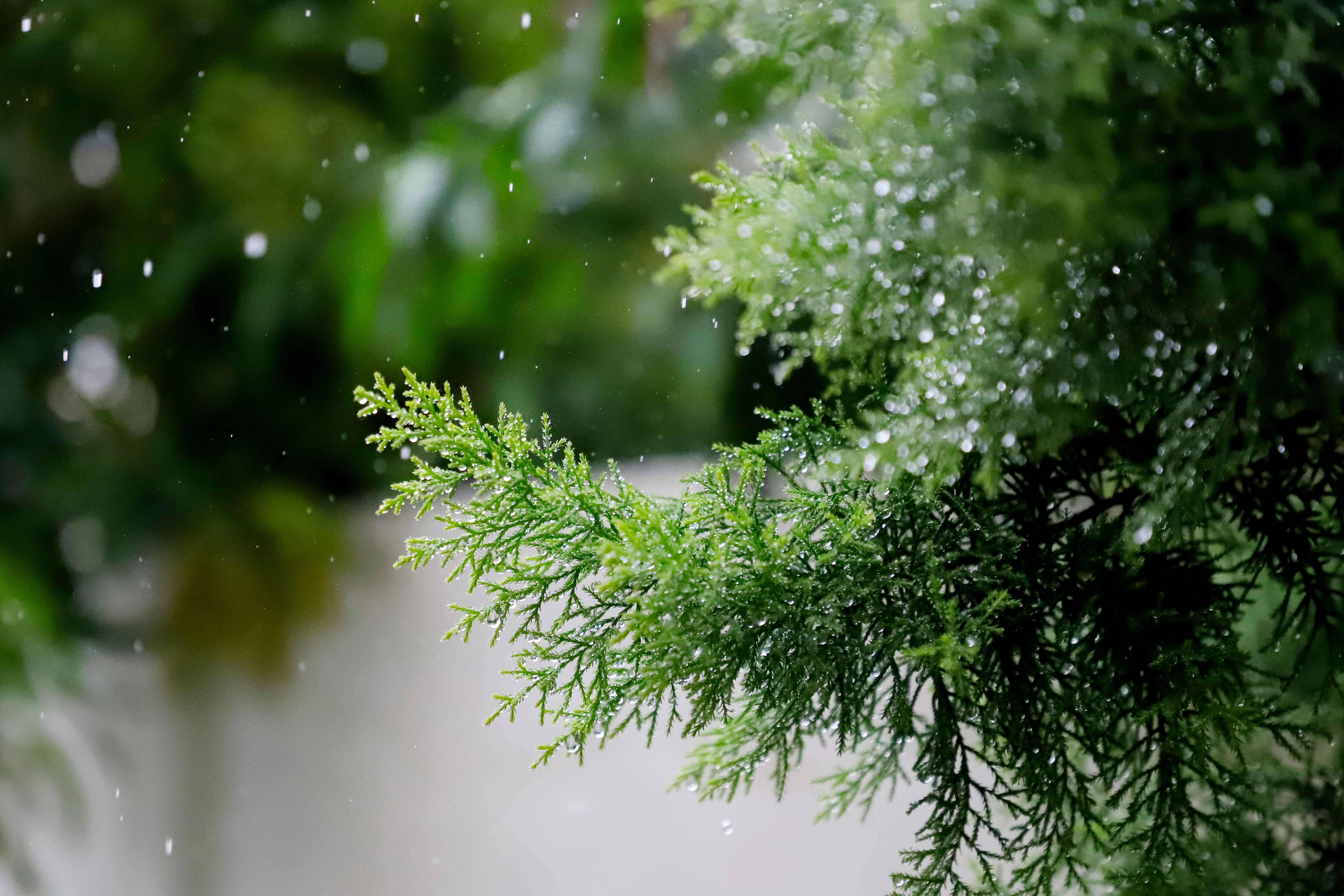 雨水浸湿的青松树枝的特写 · 免费素材图片