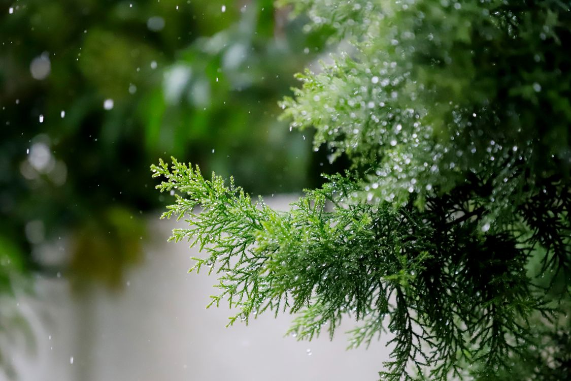 雨水浸湿的青松树枝的特写 · 免费素材图片