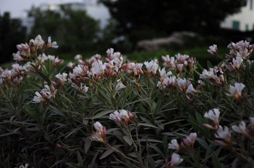 Foto d'estoc gratuïta de flors, plantes, Xipre