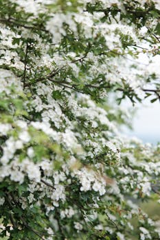 Beautiful blossoming hawthorn tree in springtime Nouvel Aquitaine, France