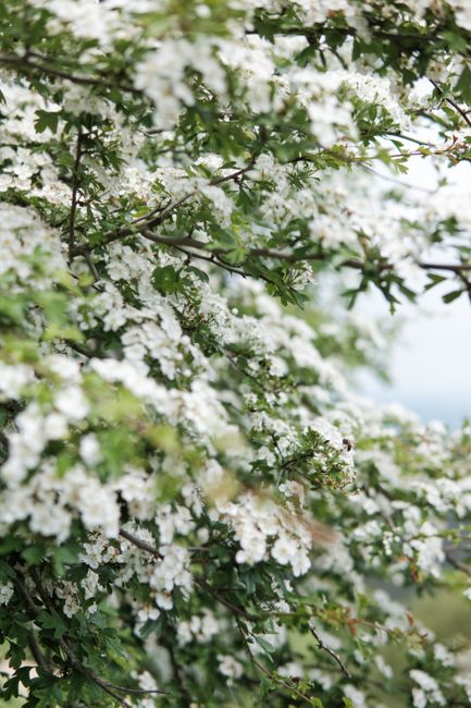 Beautiful blossoming hawthorn tree in springtime Nouvel Aquitaine, France